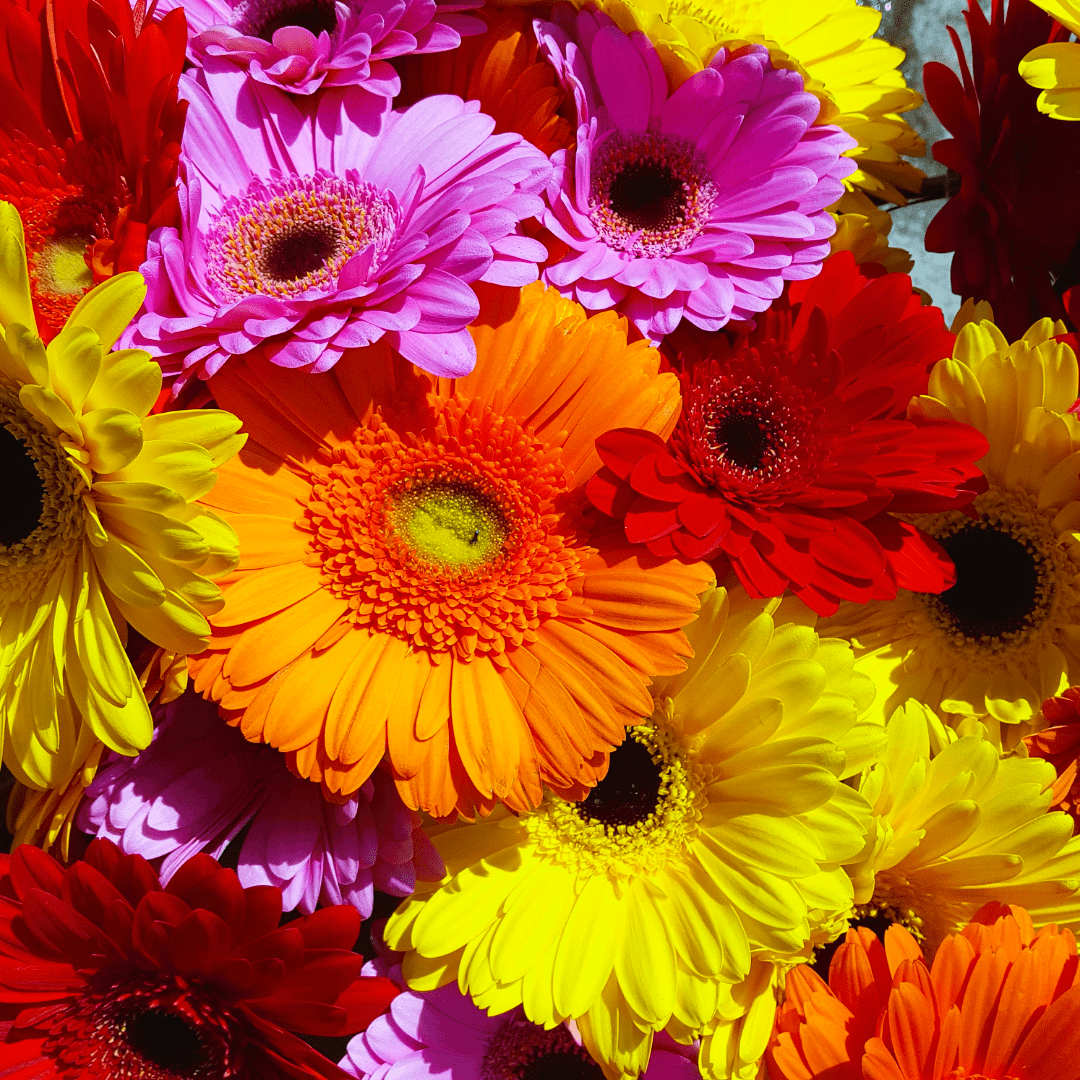 Gerberas