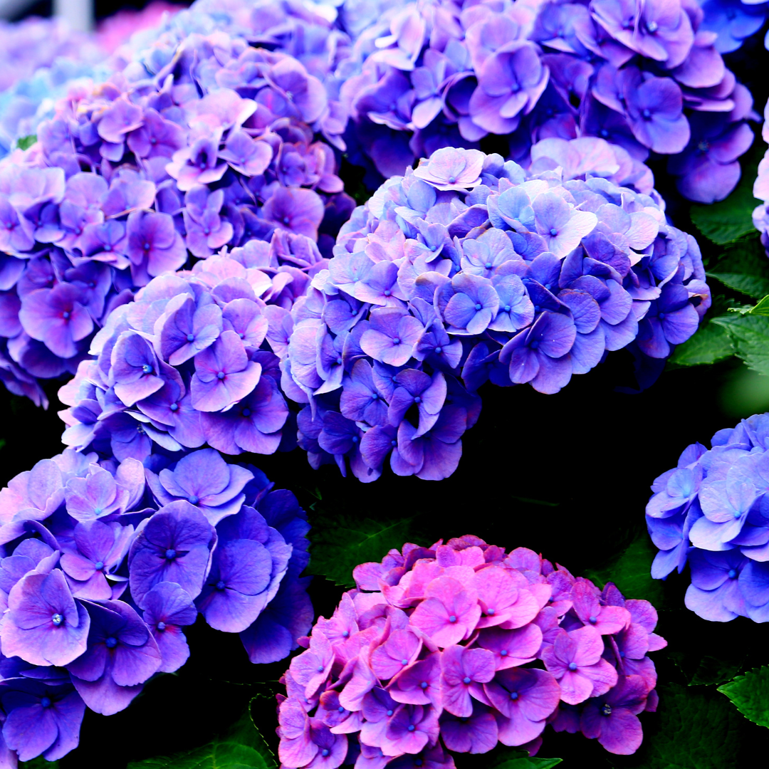 Hortensias